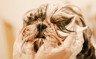 Dog face washed