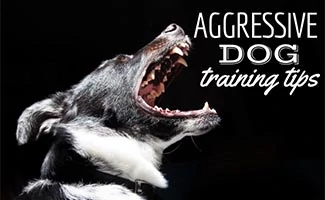 Dog barking with teeth (caption: Aggressive Dog Training Tips)