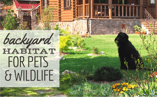 Wooden village house. Garden with Green Grass, Blooming flowers.Black Dog. (Caption: Backyard Habitat For Pets And Wildlife)