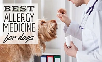 Vet giving pill to dog (caption: Best Allergy Medicine For Dogs)