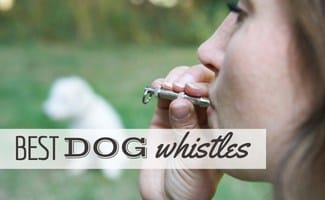 Pet Owner Training Dog Using Whistle (Caption: Beset Dog Whistles)