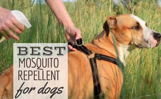 Person uses spray to prevent insect and tick bites of pet on hiking (Caption: Best Mosquito Repellent For Dogs)