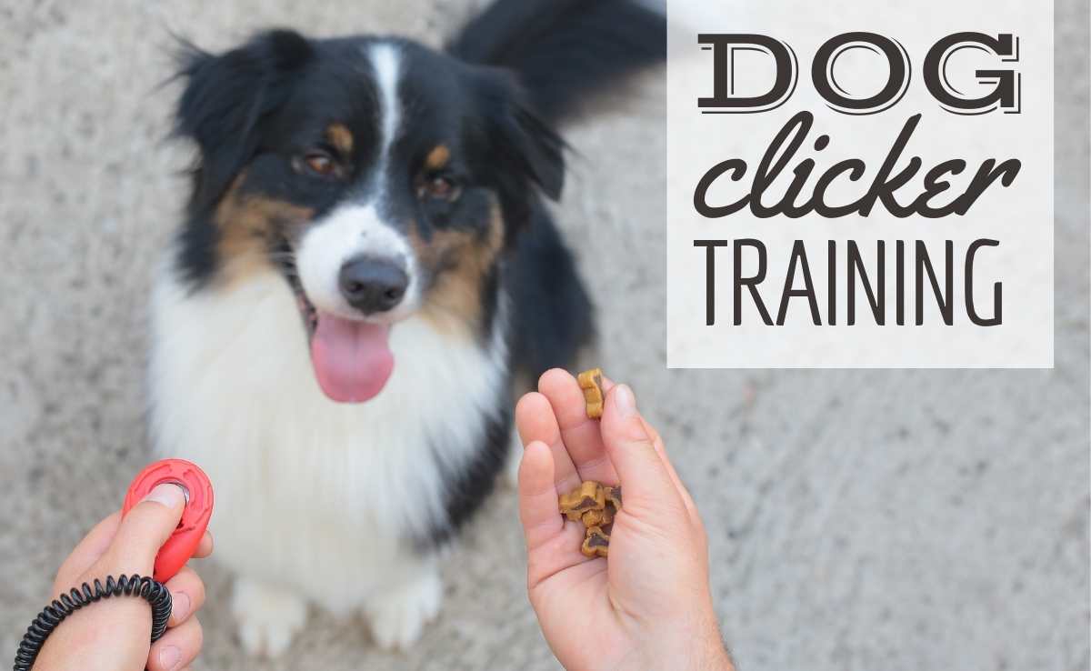 Clicker Training For Dogs How And Why It Works, Plus Best Clickers