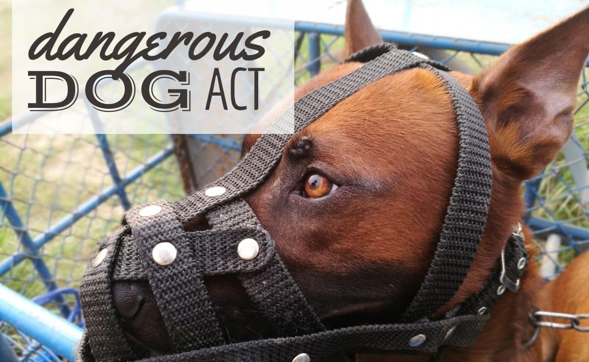 Dangerous Dogs Act What Breeds Are Covered Canine Journal
