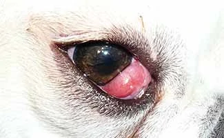 Dog with Cherry Eye up close