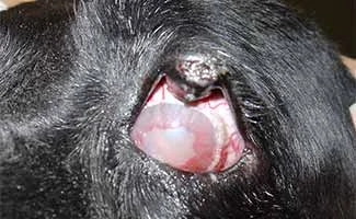 Glaucoma in dog eye