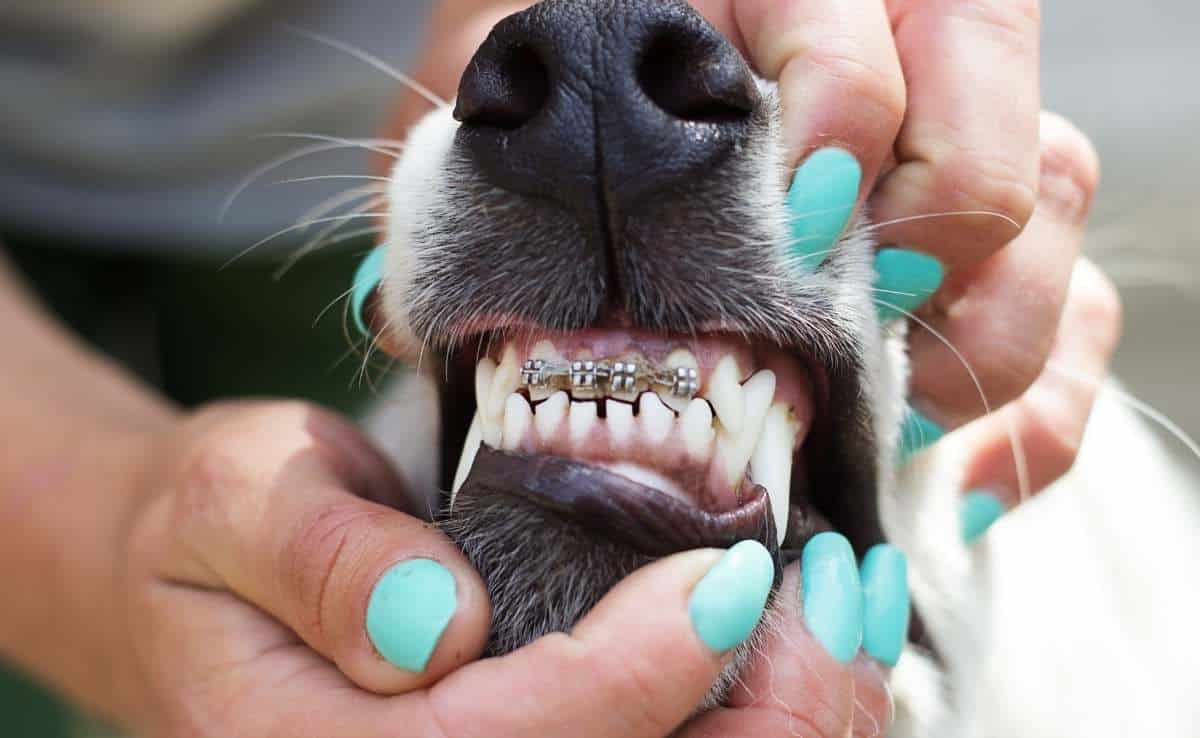 Dog's teeth with braces and woman holding jaw