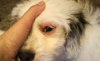 Dog with pink eye