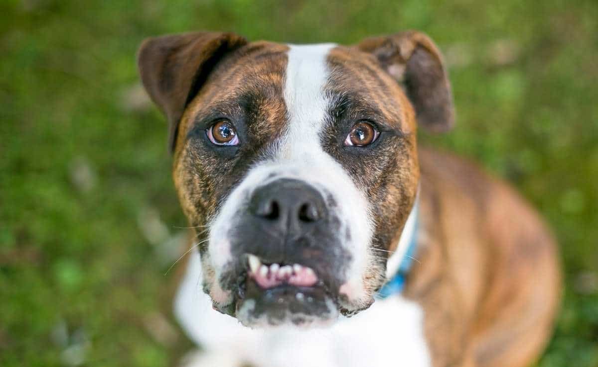 Portrait of a Bulldog mixed breed with an underbite sitting in grass