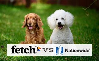 white poodle and cocker spaniel sitting on green grass (Caption: Fetch vs Natinowide)