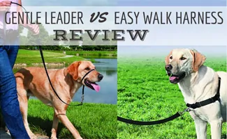 Two dogs with Gentle Leader and Easy Walk Harness (caption: Gentle Leader vs Easy Walk Harness Review)