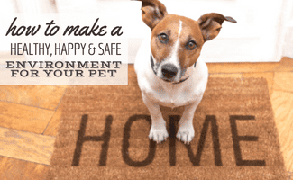 Dot sitting on welcome mat that says "Home" (Caption: How To Make A Healthy, Happy, And Safe Environment For Your Pet)