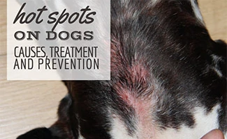 Dog with hot spots (Caption: Hot Spots On Dogs Causes, Treatment & Prevention)