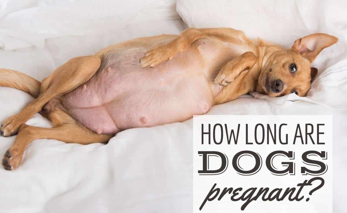 How Long Are Dogs Pregnant Timeline Symptoms Expectations