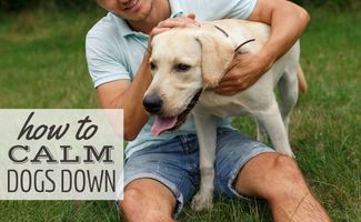 Happy young man is holding his Labrador in grass trying to calm him down (Caption: How to calm dogs down)