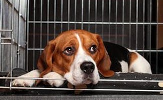 Sad Beagle in a cage