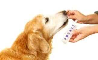 Dog taking pills