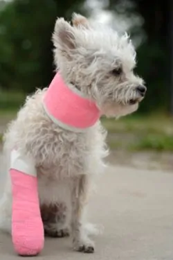 Small white dog with pink cast on paw