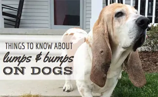 Dog with lump on ear (Caption: Things To Know About Lumps & Bumps On Dogs)