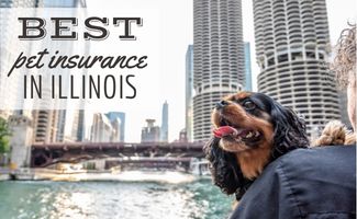 Cavalier King Charles Spaniel held by human in downtown Chicago on river (Caption: Best Pet Insurance In Illinois)