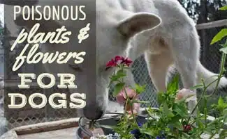 Dog sniffying flowering plant (Caption: Poisonous Plants For Dogs)