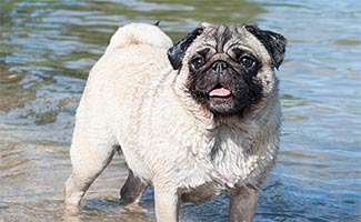 Pug standing in shallow water