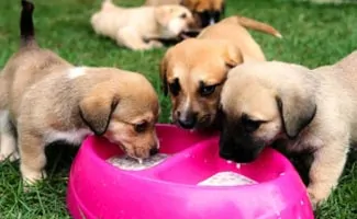 Puppies drinking water