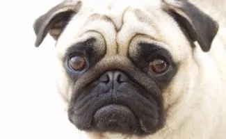 Sad pug