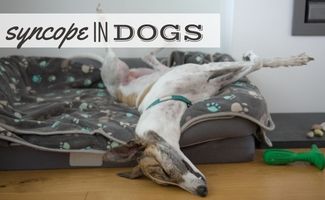 Greyhound dog passed out on back in dog bed (Caption: Syncope In Dogs)