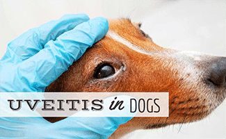 Dog's eye lid being opened by vet with glove on (Caption: Uveitis in dogs)