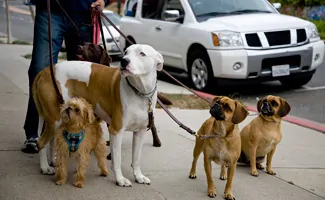 Dogs walking on leash on sidewalk