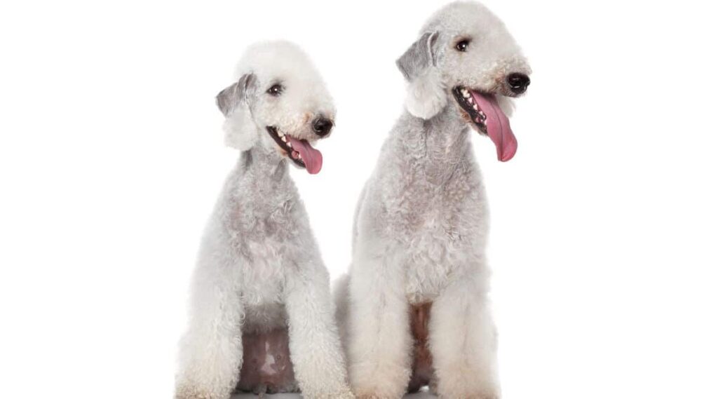 2 Bedlington Terrierws with pretty Coats and white color on white background