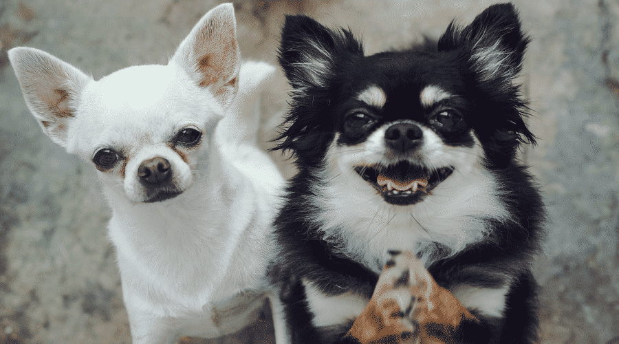 2 Chihuahua Husky Mixes