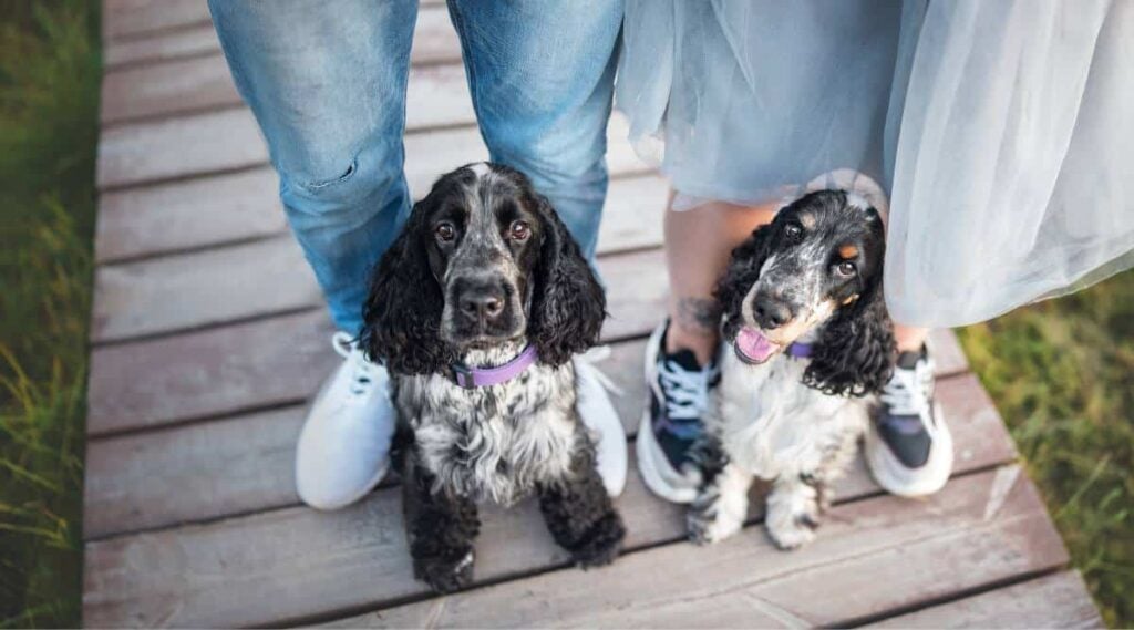 2 English Cocker Spaniel sitting next to humans wearing jeans