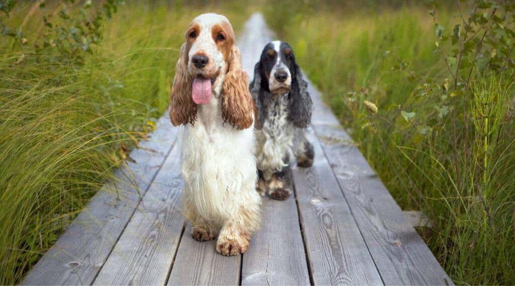 2 English Cocker Spaniel sitting next to humans wearing jeans