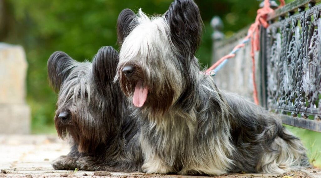 2 Skye Terrier dogs sitting outside leashes are tied to a fence