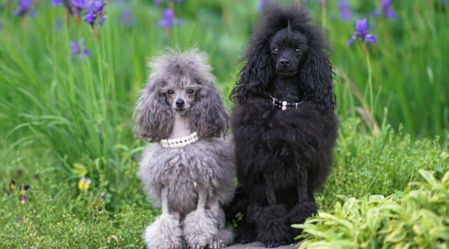 2 poodles sitting in the grass with lion cut