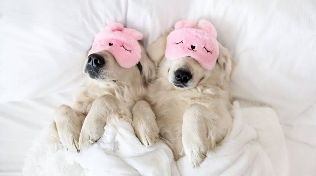2 retriever dogs in bed under sheets with pink face masks on