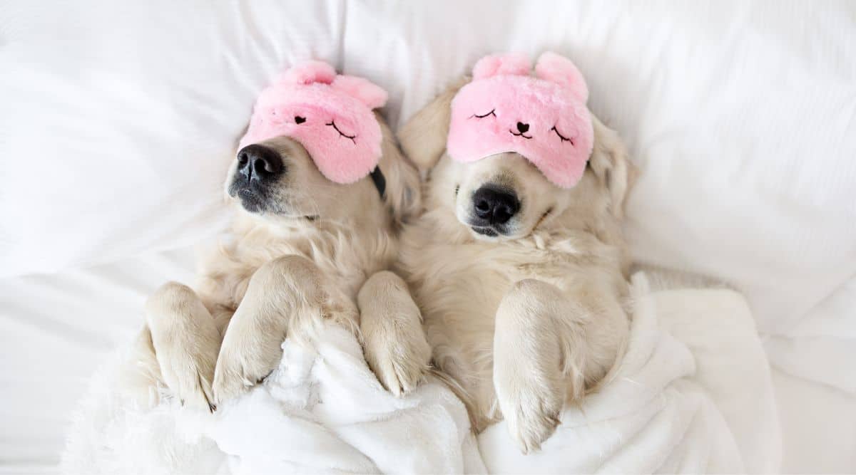 Two Golden Retrievers sleeping in their owners bed with pink sleep masks on.