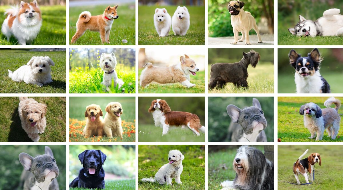 20 Cutest Dog Breeds