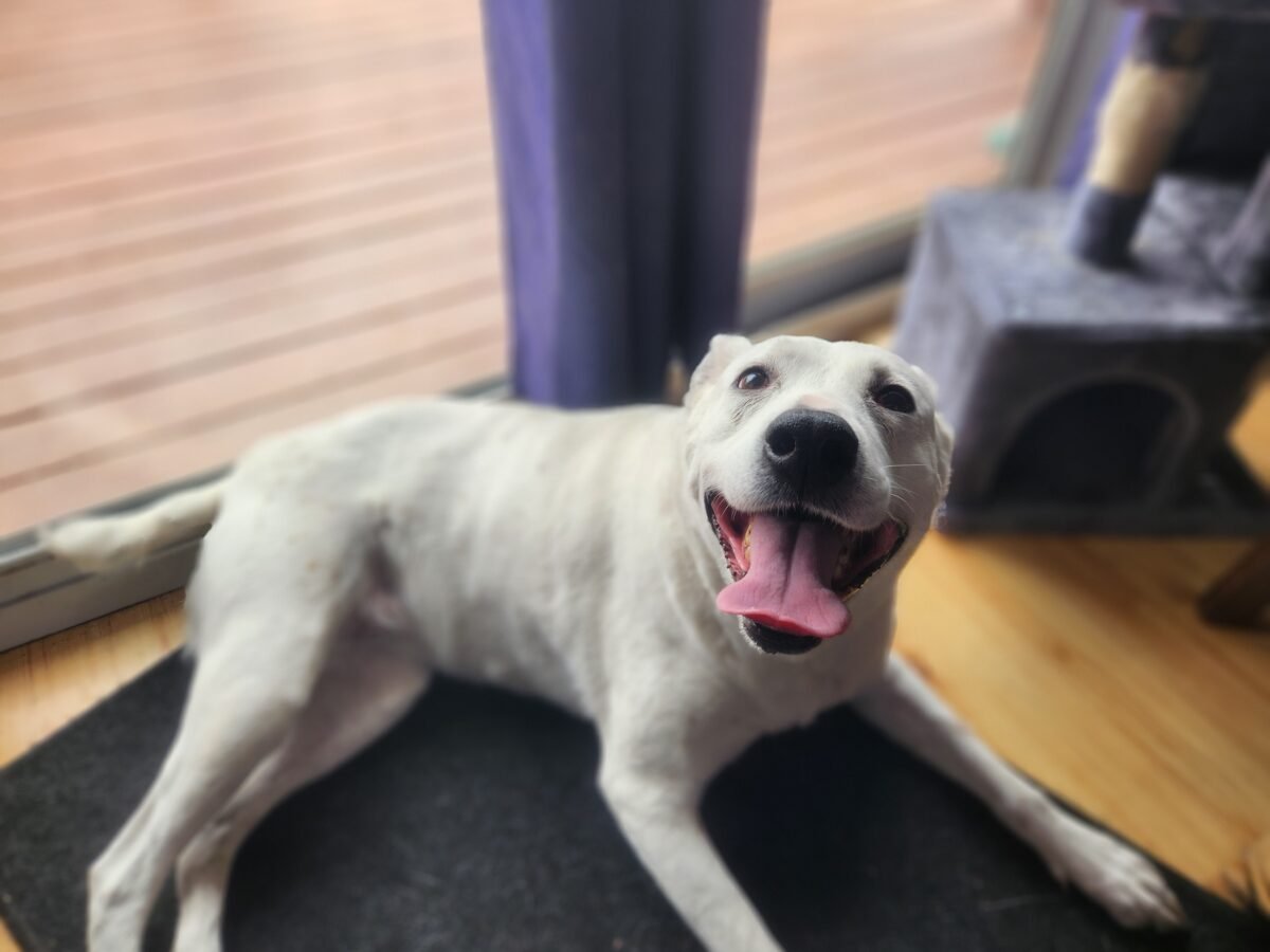 White dog smiling while laying on the floor.