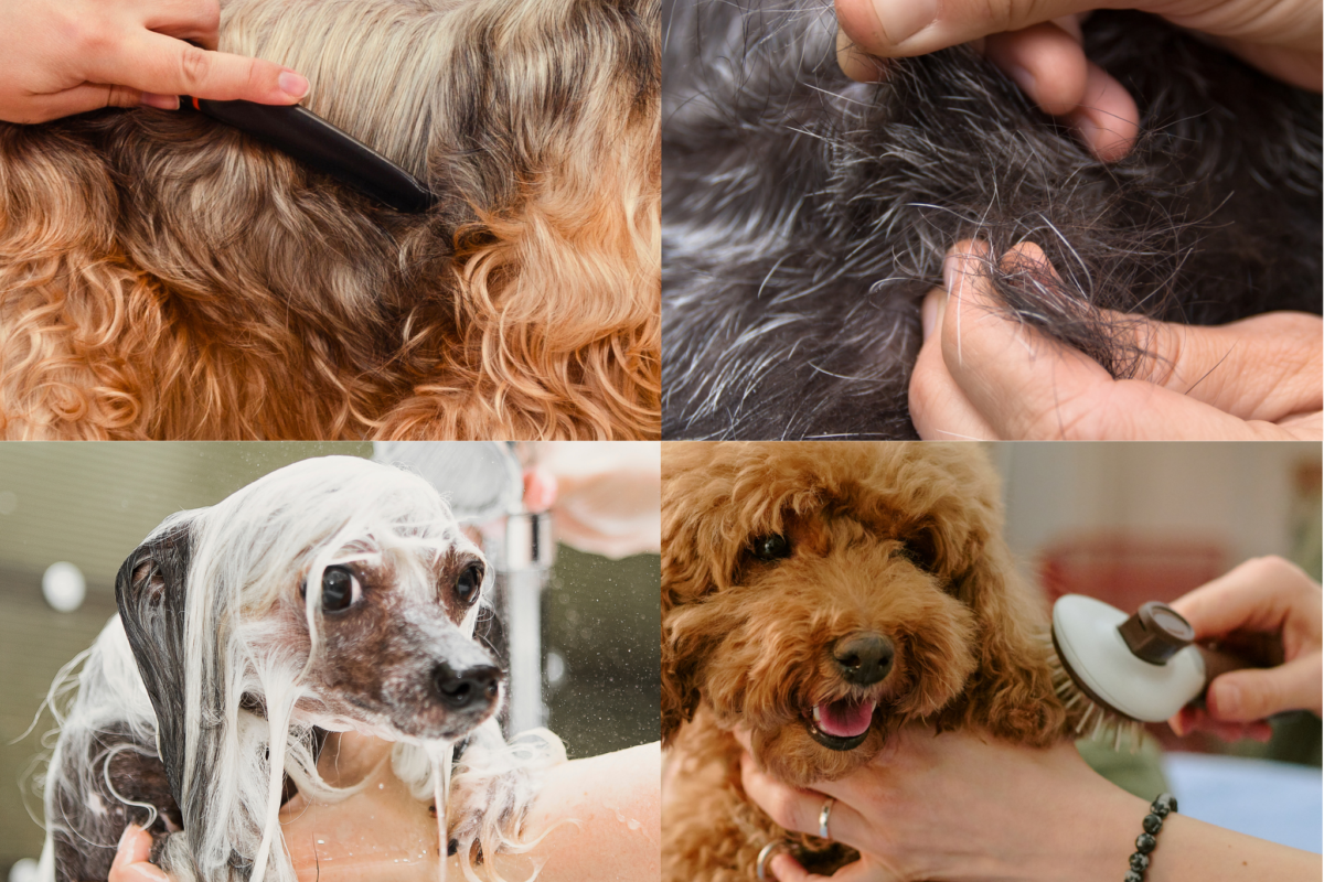 grooming by coat type
