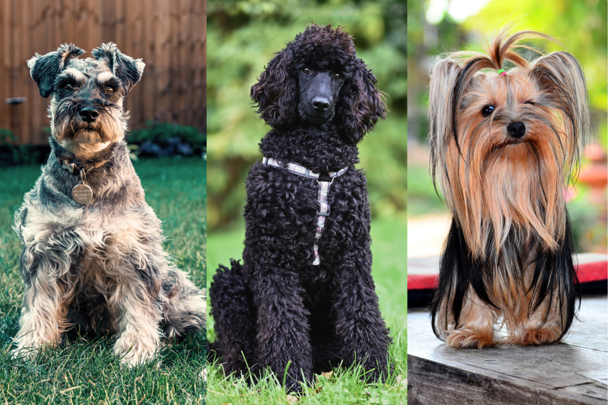 low shedding dog breeds
