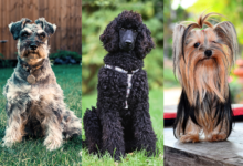 Low-shedding dog breeds.