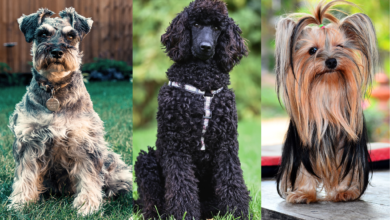 Low-shedding dog breeds.