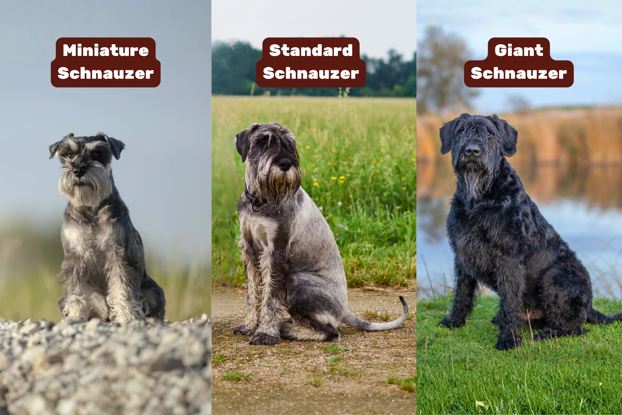 Graphic showing three Schnauzer sizes.