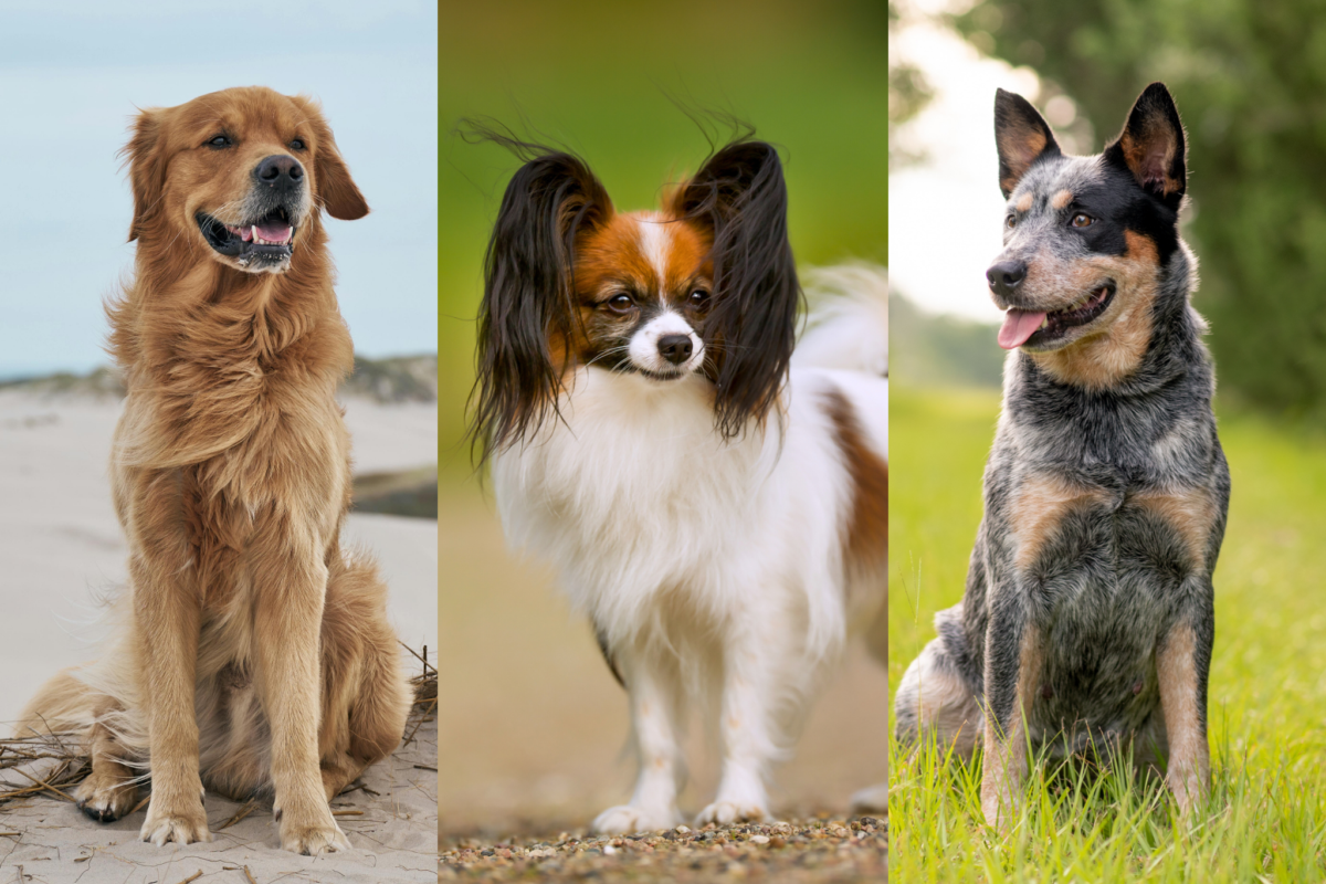 Photo grid showing Golden Retriever, Papillon, and Blue Heeler.