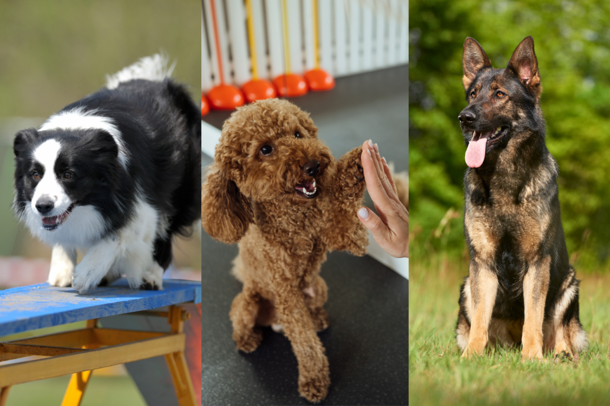 Most trainable dogs.