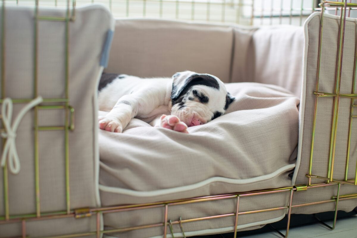 Tiny puppy sleeping on bed in crate.