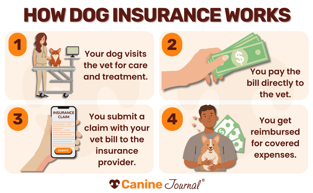 how pet insurance works